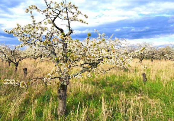 Obstblüte